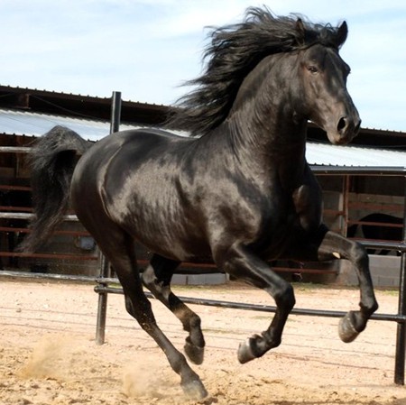 Ready To Charge 1 - horses, andalusian, black, spanish