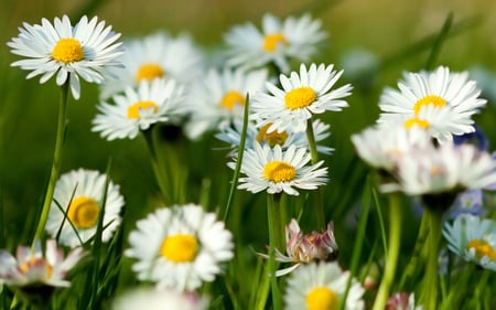 Spring - daisies, flowers, white, nature, green, spring