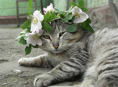 flower lover - flowers, pet, nature, cat