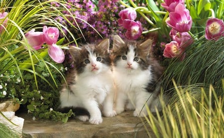 Family Portrait - flowers, cute, animals, cats