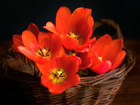 Basket of poppies - red, brown, poppies, flowers, black background, basket