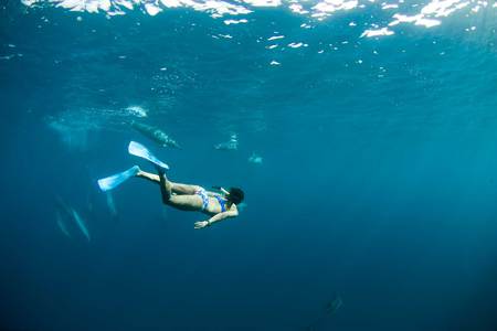 Diving with Dolphins - abstract, girl, photography, dolphins, underwater