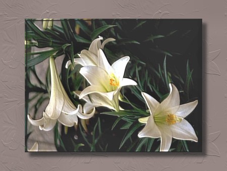 Easter Lilies F2 - easter, white, holiday, photography, floral, photo, flower, lily