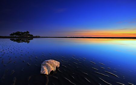 Lone Shell at Sunset - beach, sky, seashell, trees, water, night, colour, evening, yellow, blue, shell, sand