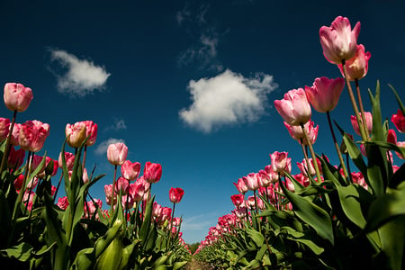 Spring Flowers - field, red, spring, tulips