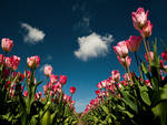 Spring Flowers