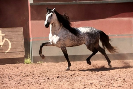 Strutting My Beauty - spanish, grey, horses, andalusian