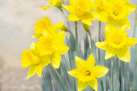 daffodils - flowers, garden, yellow, daffodils