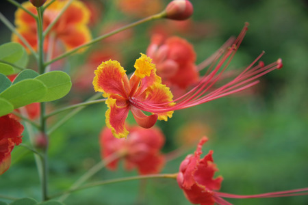 rajamalli - beauty, buds, yellow, red, kerala, green, cute, flower