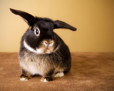 a pet - rabbit, pet, brown, sitting, home