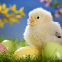 HAPPY EASTER TO ALL MY FRIENDS AT D.N. :)