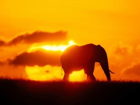 Elephant - elephant, sun, sky, set