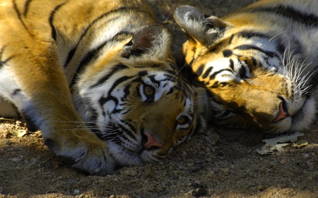 FRIENDS AT REST - resting, cats, siberian, friends, tigers, wild, stripes