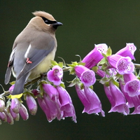 SONG BIRD