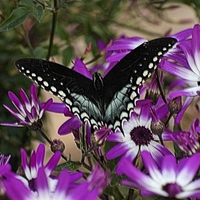 SWALLOWTAIL BUTTERFLY