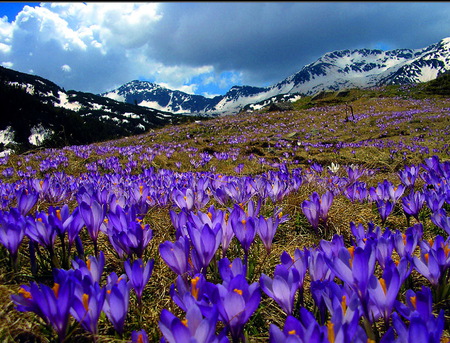 Purple fields - purple, mountain, clouds, flowers, field, spring