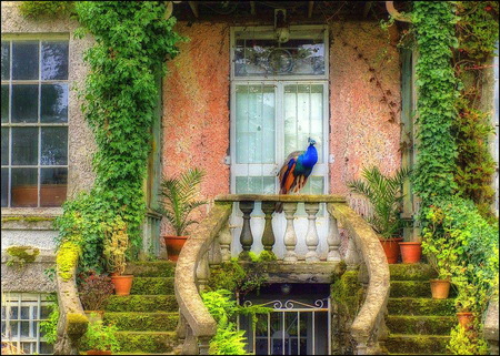 The visitor - stairs, peacock, home, window, flowers, rail, vines, bushes