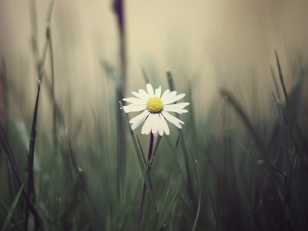 Lonely - nature, alone, lonely, meadow, daisy, grass, flower