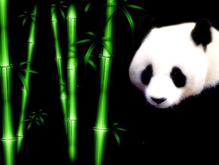 Bamboo Panda - panda, bamboo, bear, beautiful