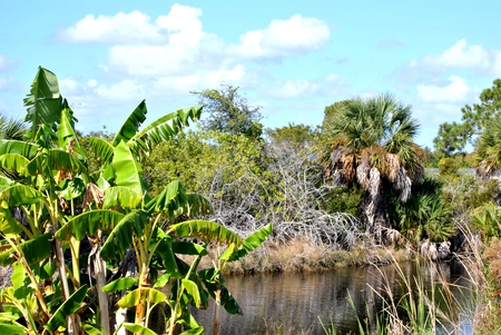 Backyard Plantain and Canal - waterway, scenic, canal, plantain, plants