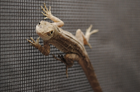 Little Gecko - gecko, animals, nature, lizards