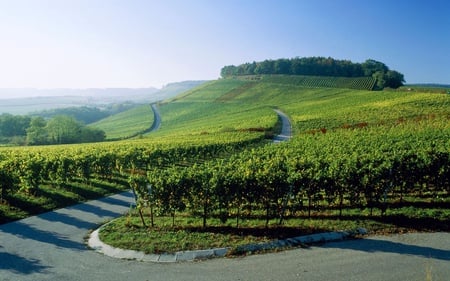 Vineyard - vineyard, fields, nature, sky, beautiful, green, road