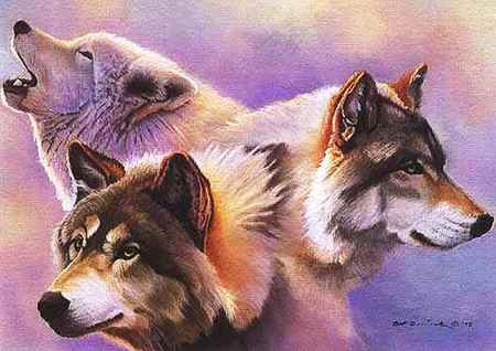 Three Friends - nature, dogs, wolf, friends, lovely, animals