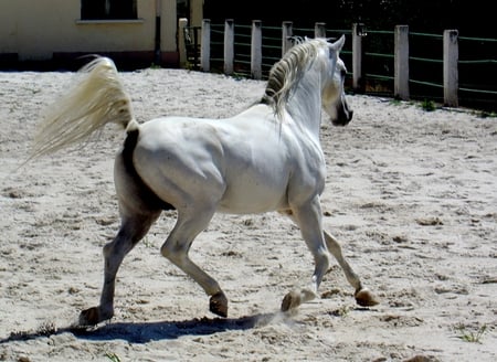 Arabian Trotting - horses, outside, fence, animals