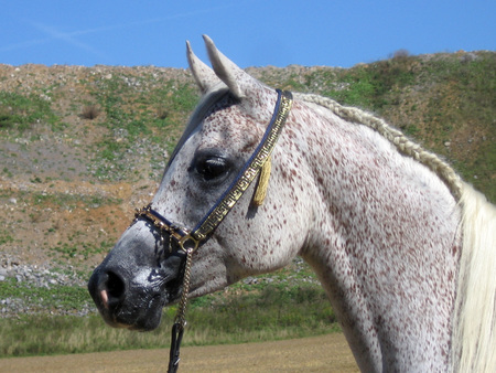 Desert Beauty - horses, gray, animals, fancy halter