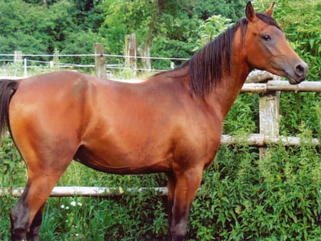 Bay Horse - grass, fence, horses, animals