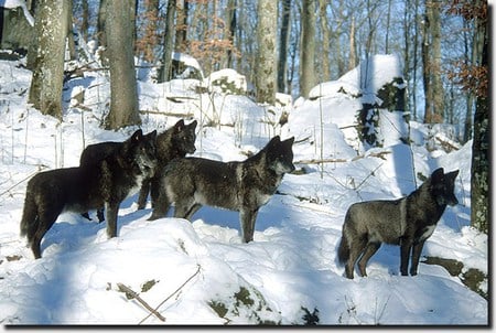 Black wolfpack in Snow