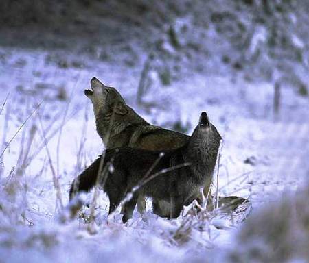 Two Howling Wolfs - winter, wolf, snow, lovely, howling, nature, dogs, friends, animals