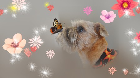 Ikorus Spring Kiss - flowers, brussels griffon, butterfly, dog, puppy, stars, firefox persona