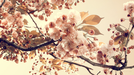 Cherry Flowers - tree, cherry, flowers, spring