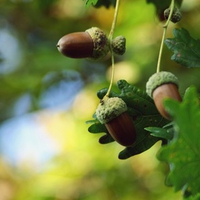 Acorns