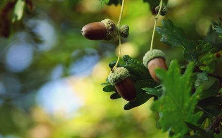 Acorns - green, acorns, brown, forest, oak