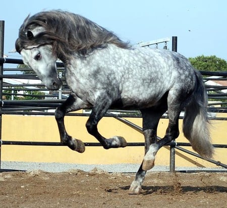 Stubborn Grey - horses, andalusian, spanish, grey