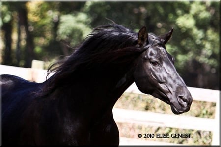 Black Spaniard - horses, andalusian, black, spanish