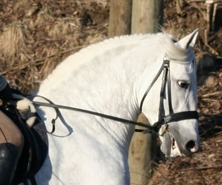 Andalusian Close Up - horses, white, andalusian, spanish