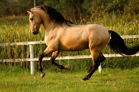 Light Bay Lusitan 1 - horses, lusitano, portuguese, bay, lusitan