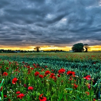 Poppies Field