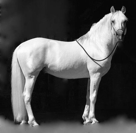 Enchanted Andalusian - spanish, white, horses, andalusian