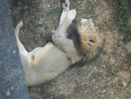 Lion Sleeping at a Zoo - pride of lions, lions, lions sleeping, africa, zoo, white lion, tiger, baby lion