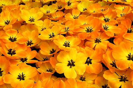 Mother Nature's gold - bright, yellow, flowers, field, spring, gold