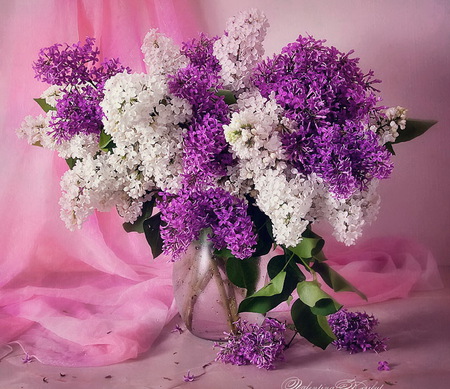 On pink - vase, drapery, fragrant, beauty, lilacs, pink, flowers, white, purple