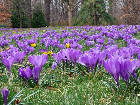 Crocuses - nature, crocuses, green, field, flowers, grass, spring, violet