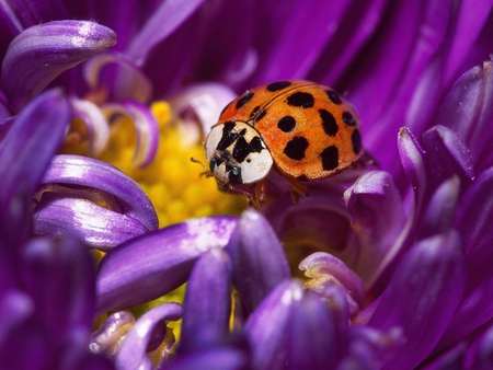 Ladybug - ladybug, yellow, red, spotted, insect, flower