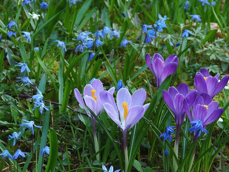 Spring Field - nature, green, flowers, field, grass, spring