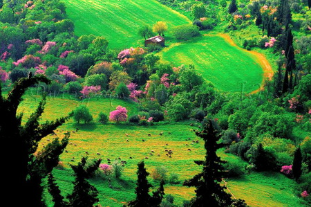 Valley in bloom - hills, trees, green, blooms, colors, grass, spring