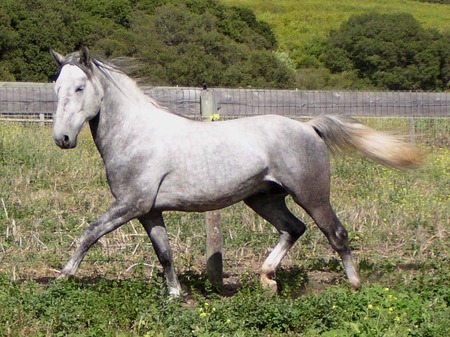 Lipazzaner - horses, fence, grass, animals